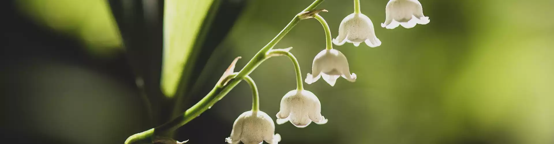 Voyage de méditation Reiki : La magie des fleurs - Online Class by Jerry Mikutis